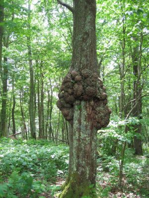 Rugged Tree
On Unaka Mountain...another view.
June, 2010

