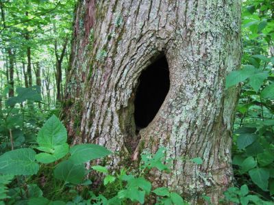 Hollow Tree
Unaka Mountain,
June, 2010

