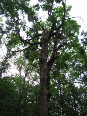 Magestic Tree
At Cherry Gap, Unaka Mountain.
June, 2010
