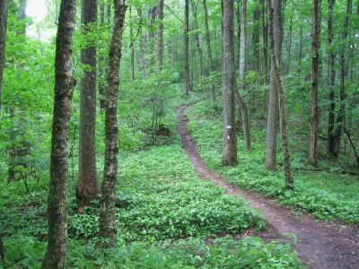 Intersecting Trails
At Cherry Gap on Unaka Mountain.
June, 2010
