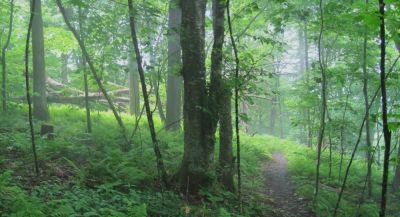 Trees and Clouds
on top of ridge on Unaka Mountain.
June, 2010
