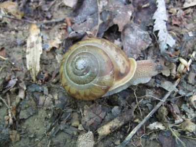 Snail
Hogback Ridge,
June 2010
