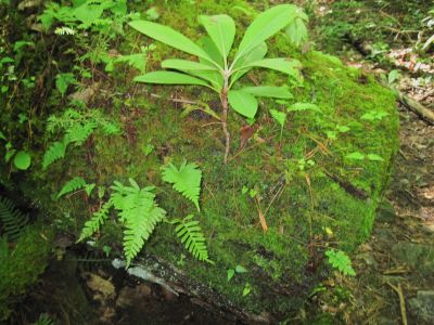 Trees, Laurels, and Ferns
...growing out of a log in Jones Branch, on Unaka Mountain
June, 2010
