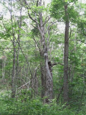Jolly Tree-Face
Flattop Mountain,
June, 2010
