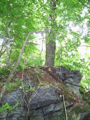 Roots Clinging to Rock Ledge
Flattop Mountain,
June, 2010
