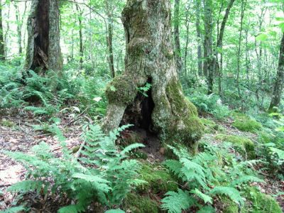 Split Tree
Flattop Mountain,
June, 2010
