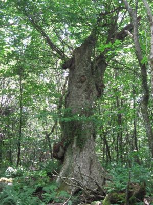 Knobbed and Twisted
Flattop Mountain,
June, 2010
