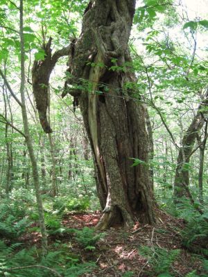 Split, Twisted, and Beaked
Flattop Mountain, 
June, 2010
