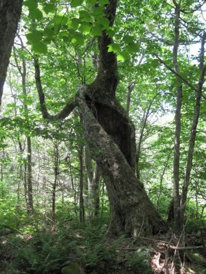 Split and Horned...
gnarly tree on Flattop Mountain,
June, 2010
