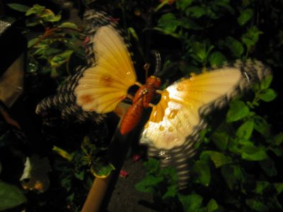 Butterfly
Trail Days,
May, 2017
