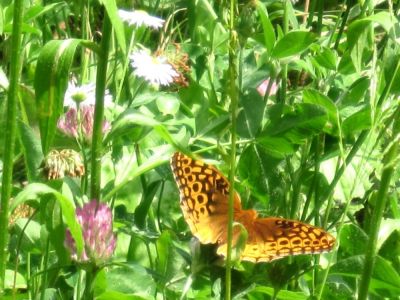 Butterfly in Meadow
(on clover) Flattop Mountain,
June, 2010
