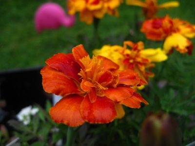 Marigold
Trail Days,
May, 2017
