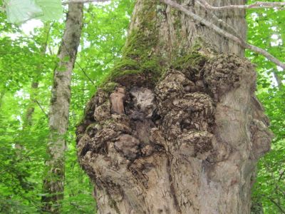 Gnarly
near Spivey Gap,
July, 2010
