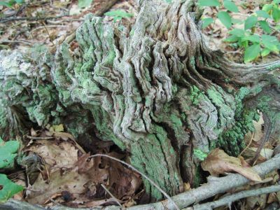 Old, Mossy Log
...near Whistling Gap,
July, 2010
