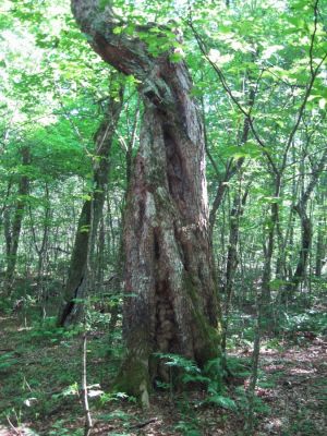 Twisted and Hollow
Coldspring Mountain,
August, 2010
