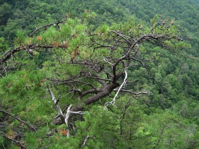 Horizontal with 'Antlers'
Hanging off the edge of the overlook/cliff.
August, 2010
