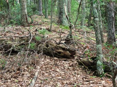 Spooky Log
Knob overlooking Jones Branch,
August, 2010
