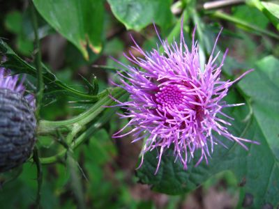 Thistle
Sam's Gap,
Rat's Birthday Hike, 2013
Day 1
