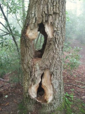 Hollow and Gnarly
Holes all the way through...
No Business Knob section,
August, 2010
