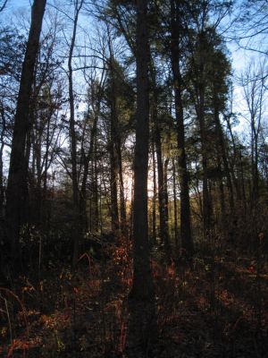 Morning Sun in the Trees
On the trail to the Slot Canyon.

11-21-2015
