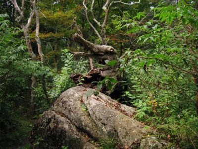 Tree
...that looks like a small elephant.
Trail to Big Bald,
Rat's Birthday Hike, 2013
Day 2
