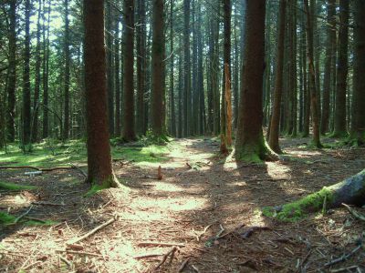 Summit of Unaka Mountain
Elevation 4,957'
August, 2010
