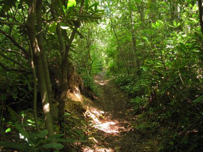 Ascending Fork Ridge Trail
 From the Shelton Laurel,
September, 2010
