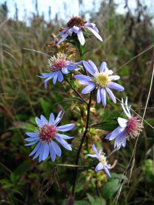 Asters
Big Bald Meadows
Rat's Birthday Hike, 2013
Morning, Day 3
