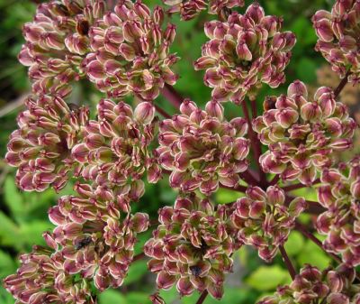 Meadow Flowers
Big Bald Meadows
Rat's Birthday Hike, 2013
Morning, Day 3

