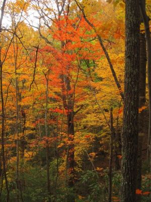 Autumn Scenery
11-3-2017
