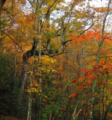 Autumn Scenery
2017
