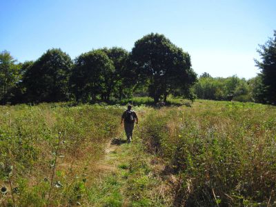 Meadow on Coldspring Mountain
Rat Patrol and Tyler hiking through the meadow on Coldspring Mountain,
September, 2010
