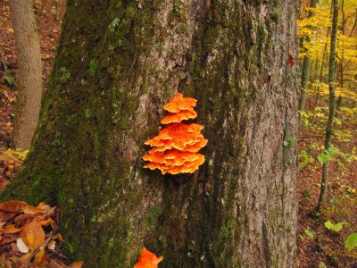 Shelf Mushroom
'Chicken of the Woods'
11-4-2017
