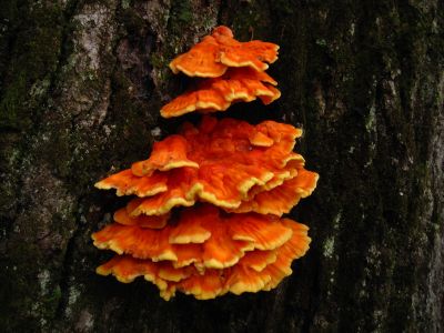 Shelf Mushroom
11-4-2017
