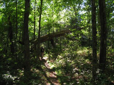 Large Fallen Tree
Rat surveys the 'widow-maker' the is leaning over the Appalachian Trail.  Coldspring Mountain,
September, 2010
