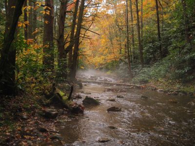 Fog on Creek
11-4-2017
