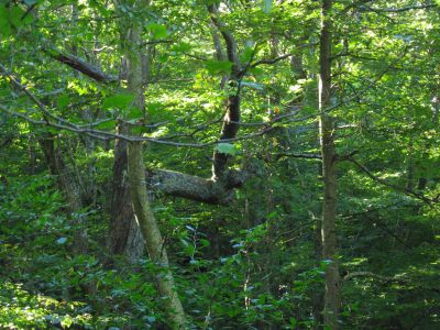 Horned Limb
Coldspring Mountain,
September, 2010
