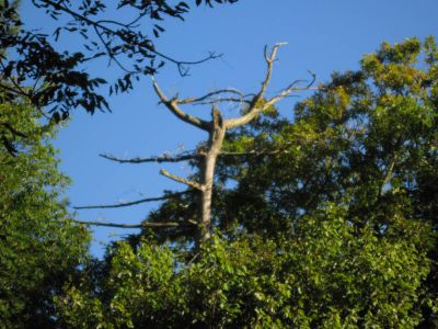 Spooky Tree
at Jerry Cabin (late afternoon)
Coldspring Mountain,
September, 2010
