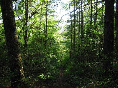 Descending Fork Ridge Trail
Coldspring Mountain,
September, 2010
