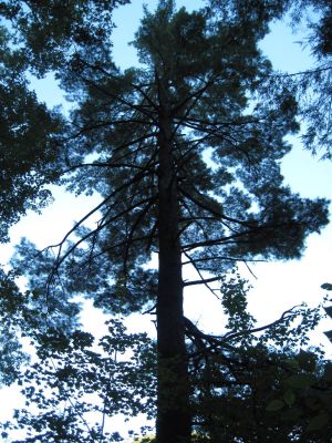 Magestic Tree
Coldspring Mountain,
September, 2010
