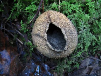 Puff Ball
Rat's Birthday Hike, 2013
Day 5
