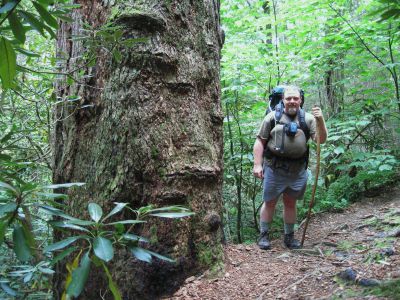Huge Tree
In the Roaring Fork ...on the Appalachian Trail, 
September, 2010, (RBH)

