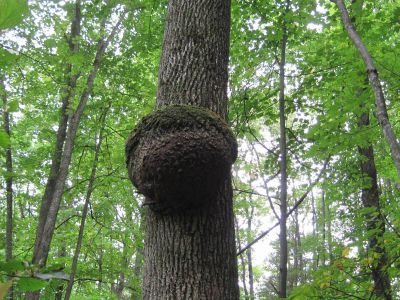 Monkey Face Tree
in the Roaring fork on the Appalachian Trail, RBH,
September, 2010
