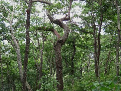 Twisted
Walnut Mountain ...on the Appalachian Trail, 
September, 2010 (RBH)
