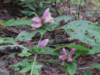 Lyon's Turtlehead
...on the Appalachian Trail, 
September, 2010

