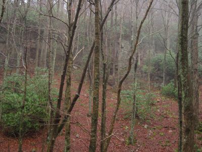 Cliffs Bordering Rock Creek
Rock Creek on Unaka Mountain, 
12-25-1015
