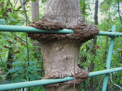 Eating Fence-Rail
October, 2010
