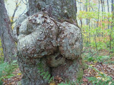 'Butt Tree'
Little Bald Mountain
October, 2010
