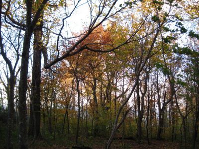 Campsite On Big Bald Mountain
View of autumn trees on ridge from my tent-site.
Big Bald Mountain
October, 2010

