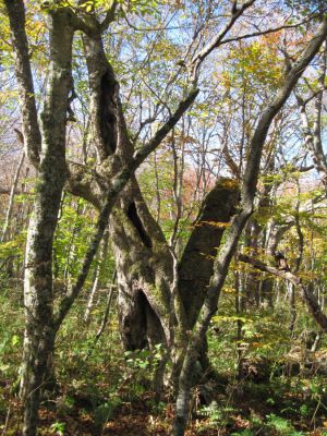 Triple-Hollow
...and gnarly.
Big Bald Mountain
October, 2010
